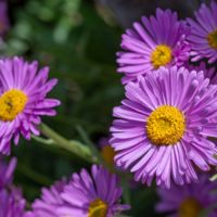 Aster