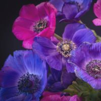 Anemone